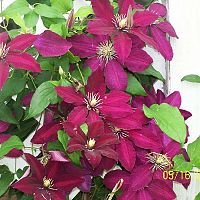 Clematis red 3