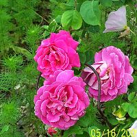 Rose deep pink 1