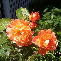 Roses peach 3