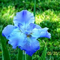 Iris blue 1