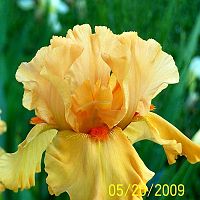 Irises orange 2
