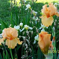 Irises orange 1