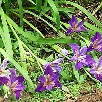 Irises ppl 1