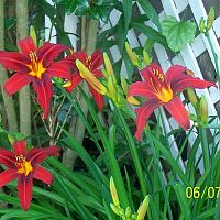 Daylilies red 2