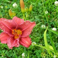 Lily red 10