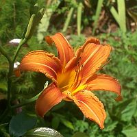 Lily orange 2