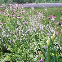 Hosta blooms-Calla lilies- coneflowers 2