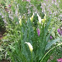 Hosta blooms-calla lilies-coneflowers 1