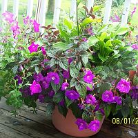 Assorted potted plants 1