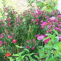 Asters and zinnias 1