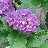 purple hydrangia