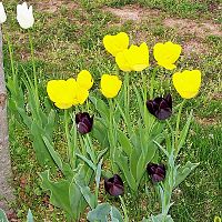 Tulips 3