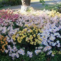 Flowers2005