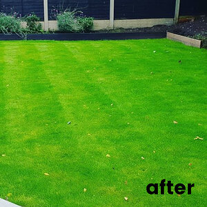 After Lawn Renovation