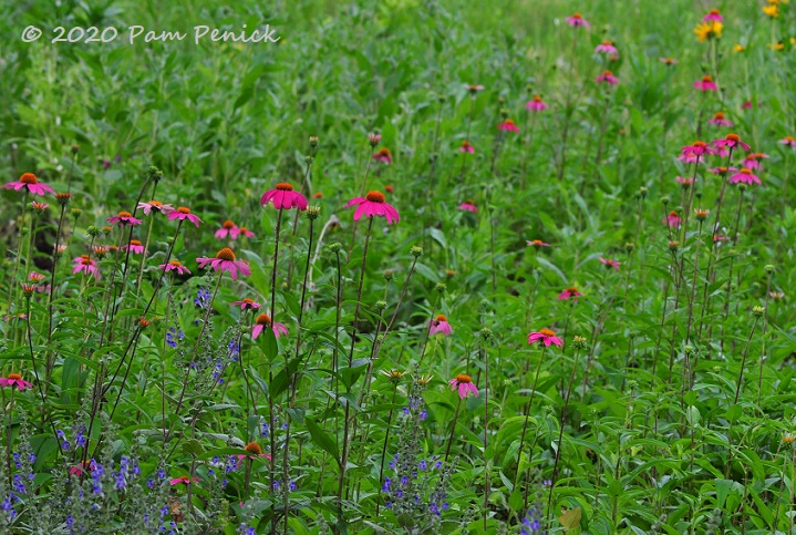 02_Purple_coneflowers-1.jpg