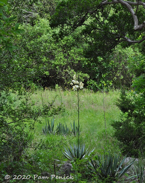 03_Yucca_pallida-1.jpg