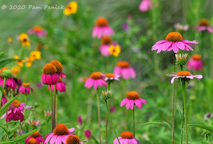 06_Purple_coneflowers-1.jpg