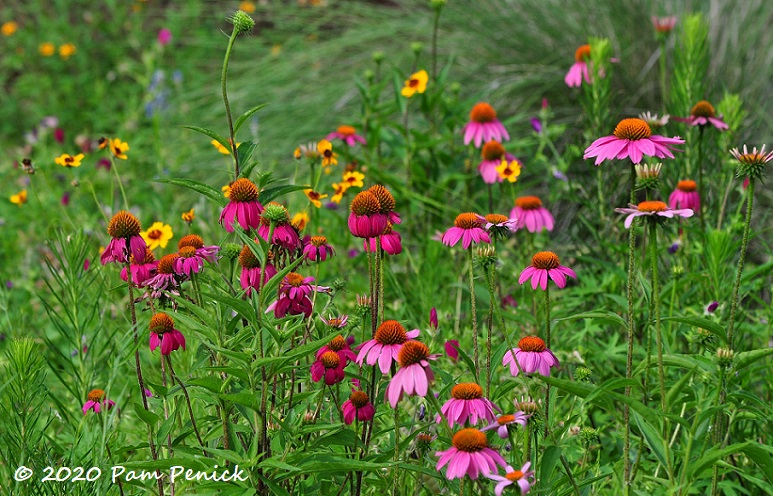 07_Purple_coneflowers-1.jpg