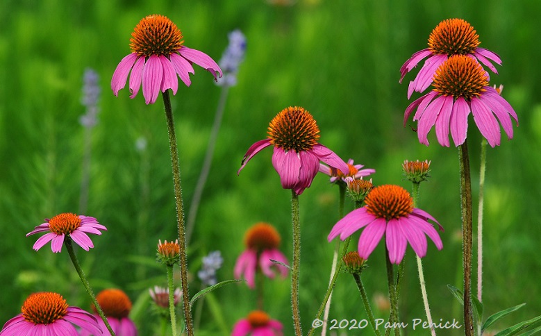 08_Purple_coneflowers-1.jpg