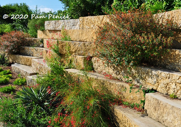 09_Cuphea_Firecracker_fern_Stone_wall-1.jpg