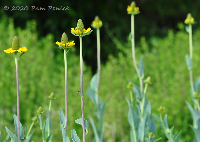 09_Giant_coneflower-1.jpg