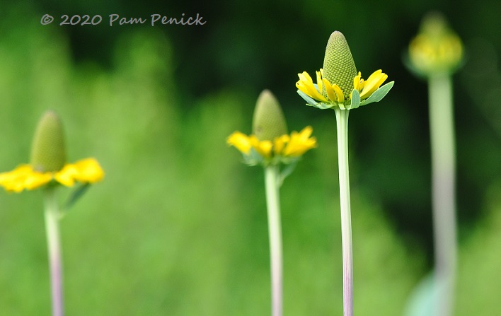 10_Giant_coneflower-1.jpg