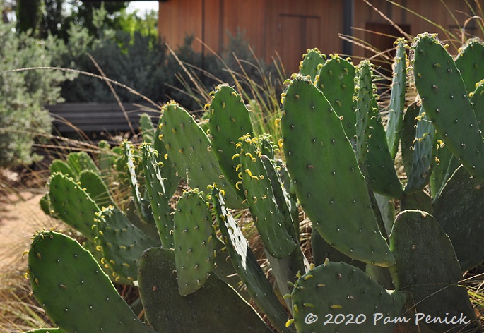 12_Prickly_pear-1.jpg