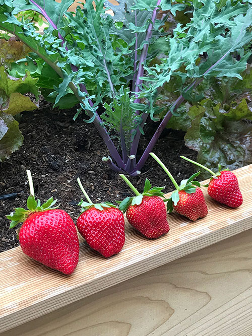 12strawberries-raised-bed-garden.jpg