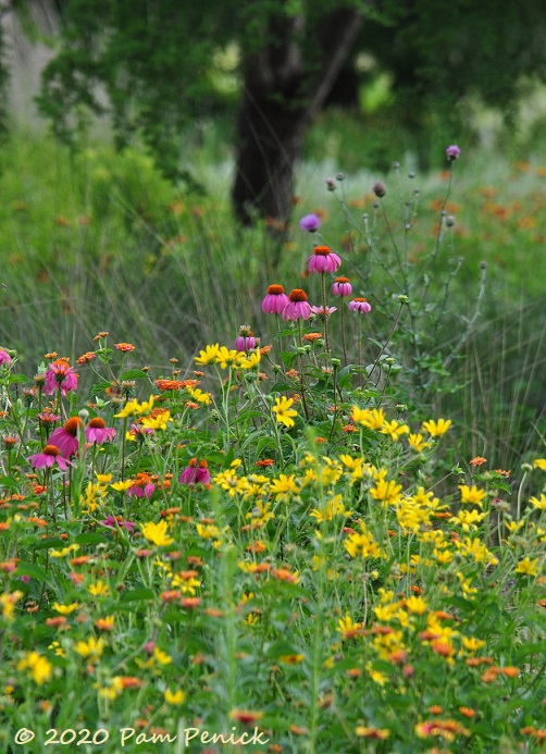 14_Purple_coneflower_Yellow_daisies-1.jpg