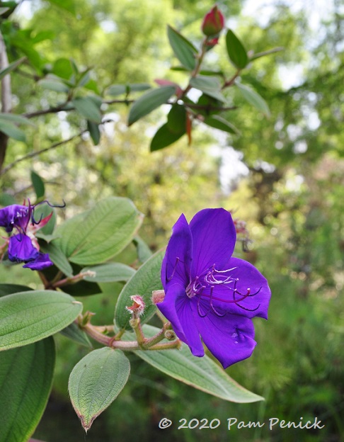 14_Purple_flower-1.jpg