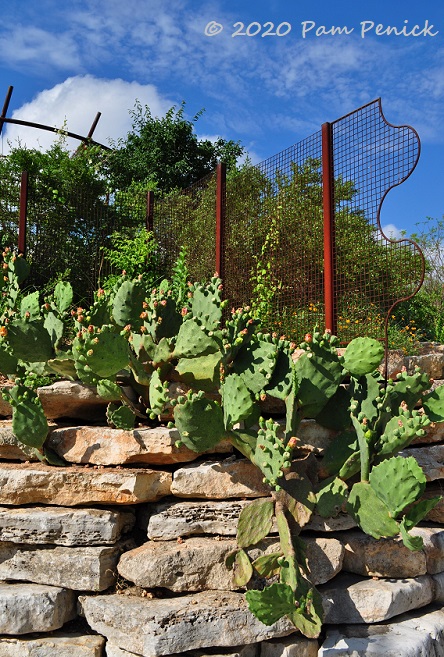 15_Wavy_fence_Prickly_pear-1.jpg