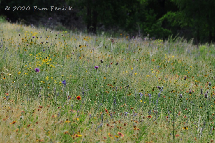 15_Wildflowers_meadow.jpg