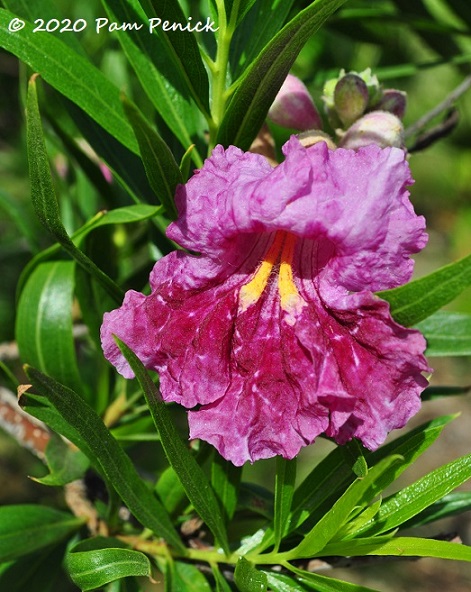 17_Desert_willow_flower-1.jpg