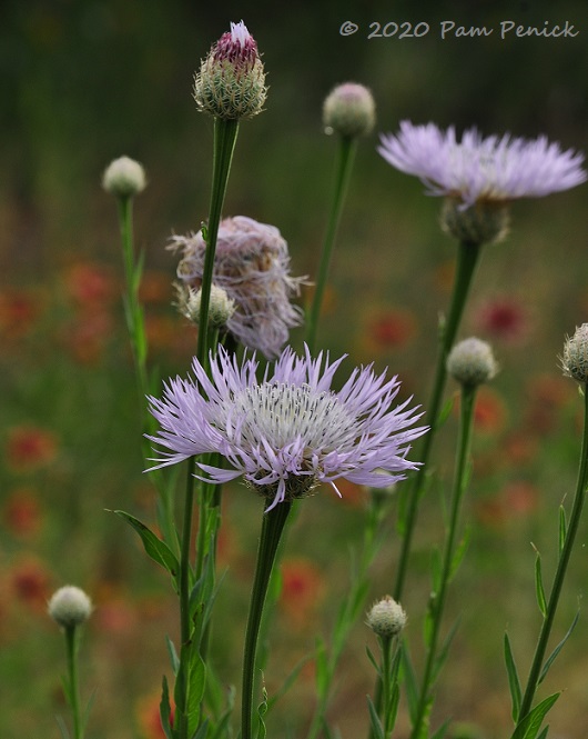 18_Lavender_flower-1.jpg