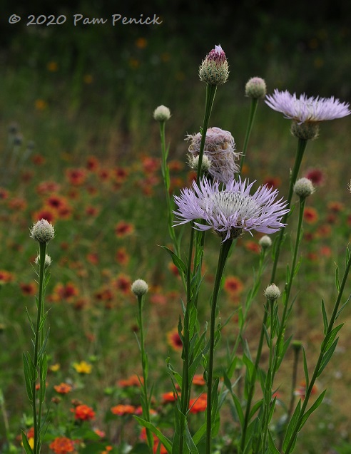 19_Lavender_flower-1.jpg