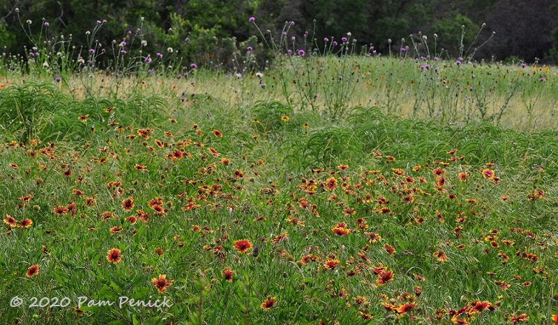 20_Firewheel_Thistle.jpg