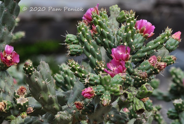 23_Cholla_flowers-1.jpg