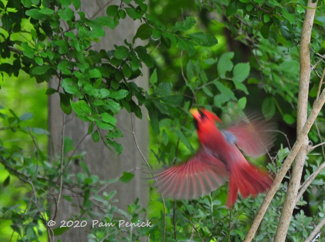 25_Flying_cardinal-1.jpg