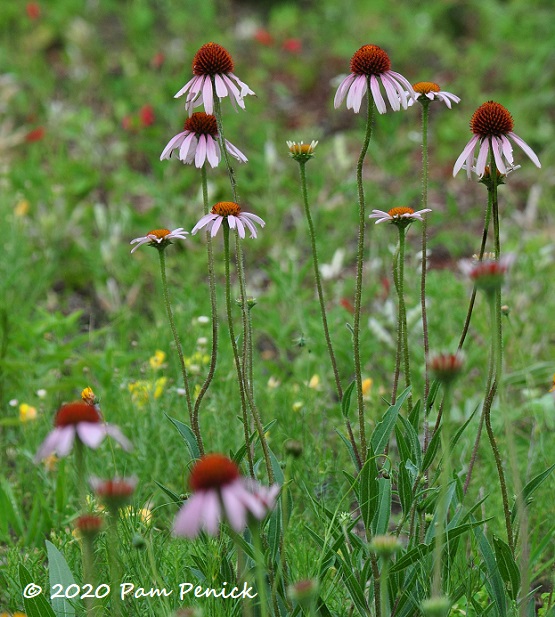 26_Pale_purple_coneflower-1.jpg