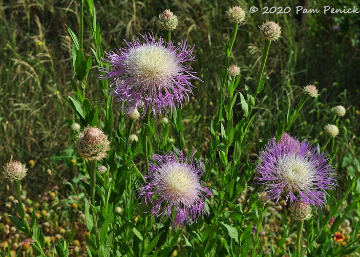 27_American_basket_flowers.jpg