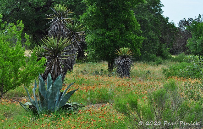 27_Yucca_Agave_Firewheel-1.jpg