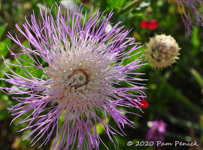 28_American_basket_flower.jpg