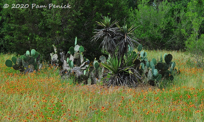 28_Yucca_Opuntia_Firewheel-1.jpg