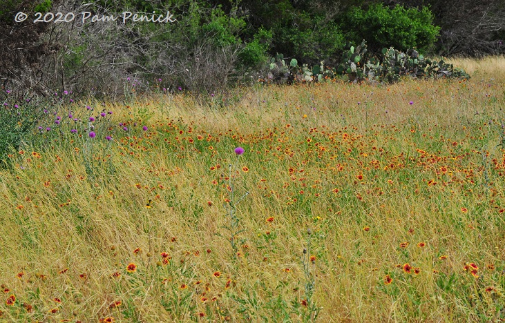 33_Firewheel_Thistle_meadow-3.jpg