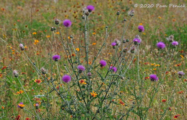 34_Thistle-1.jpg