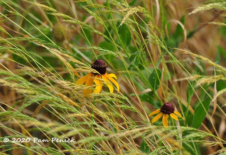 35_Brown_eyed_Susan_Grass-1.jpg