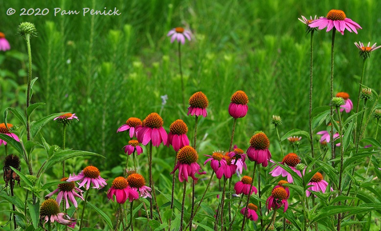 37_Purple_coneflowers-1.jpg