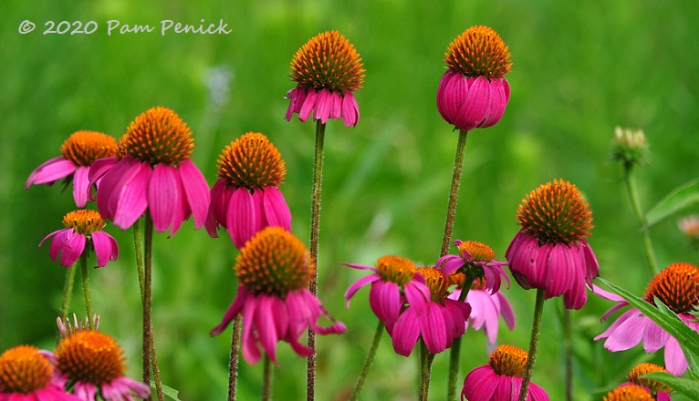 38_Purple_coneflowers-1.jpg