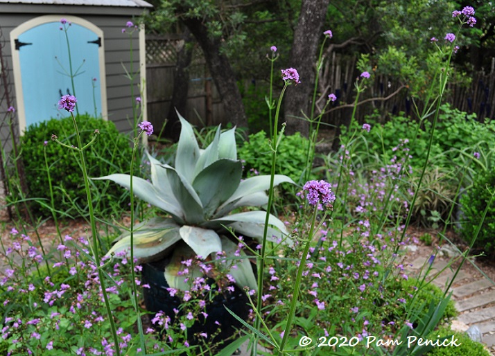 Agave_ovatifolia_Verbena_bonariensis-1.jpg