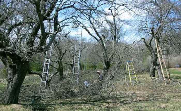 Apple-trees-ladders-700.jpg